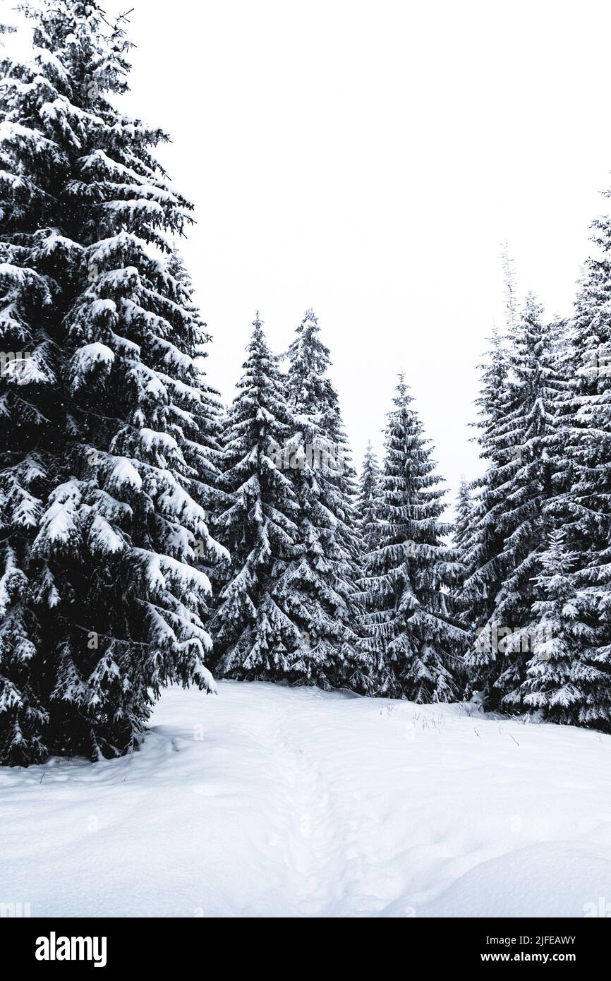 Aerial view snowy forest many hi-res stock photography and images - Alamy