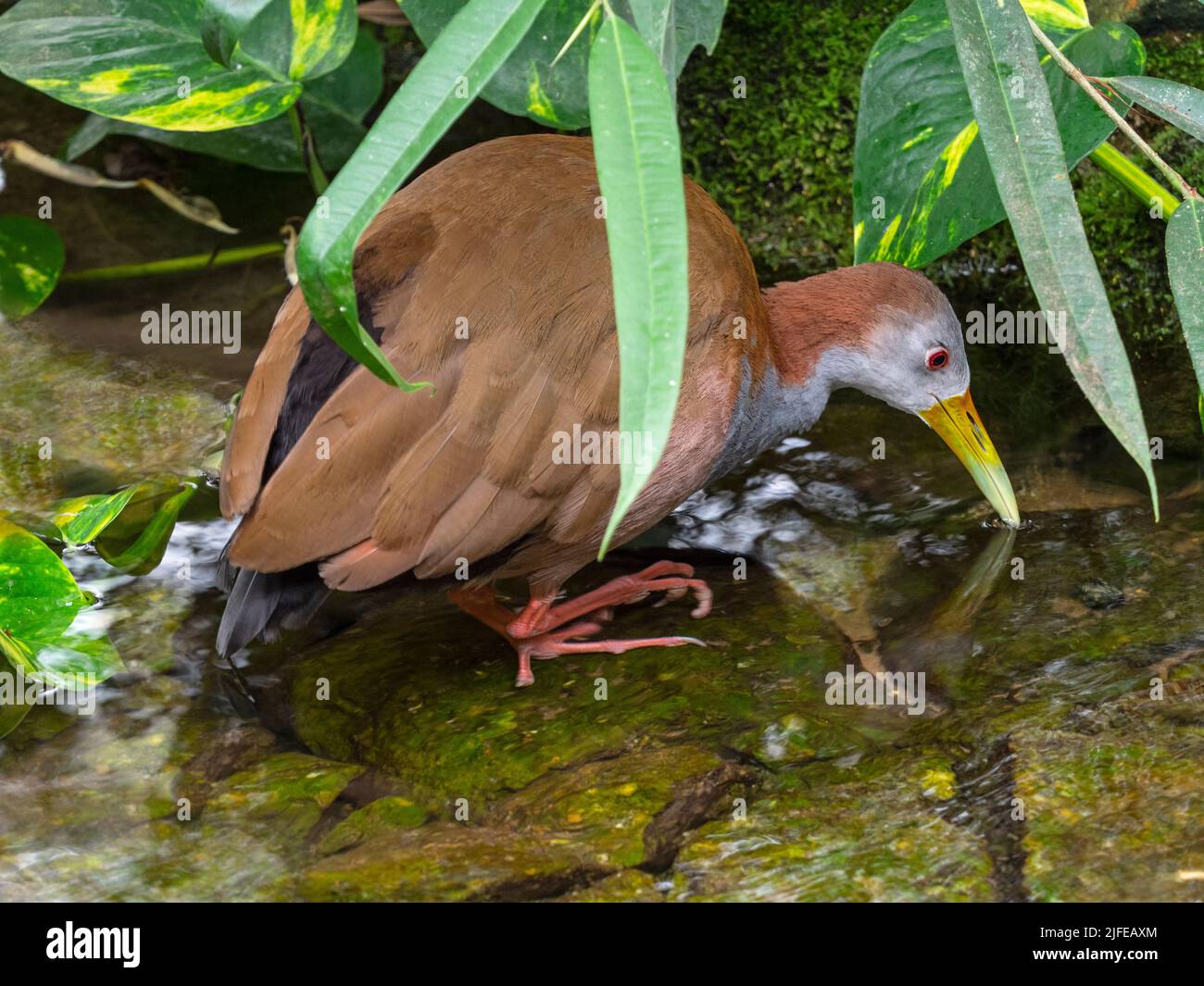 Giant wood rail Aramides ypecaha Stock Photo