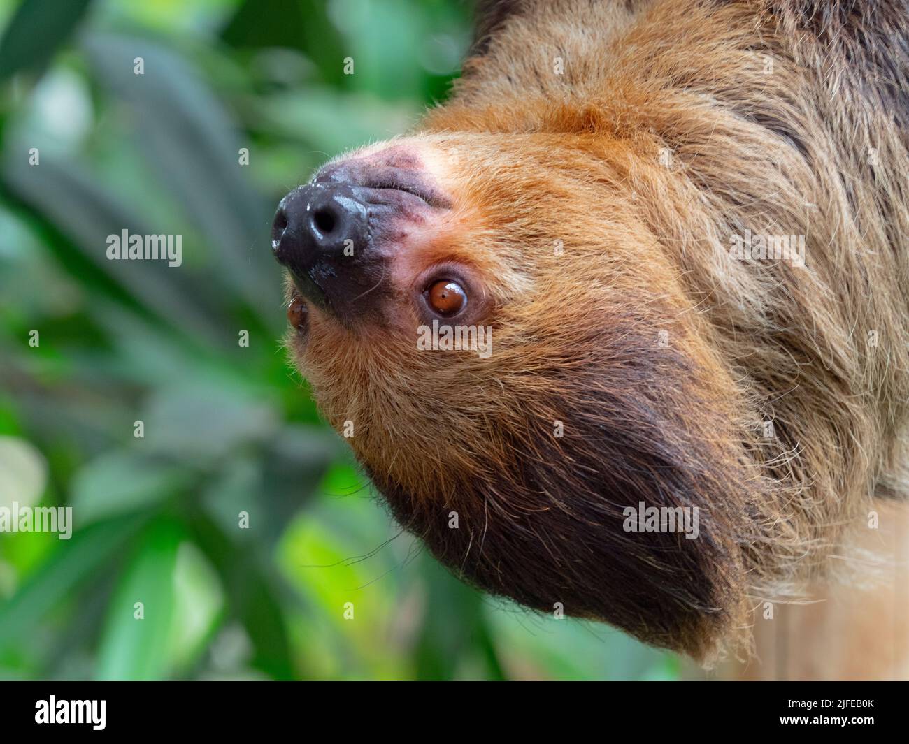 Linnaeus's two-toed sloth Choloepus didactylus also known as the southern two-toed sloth Stock Photo