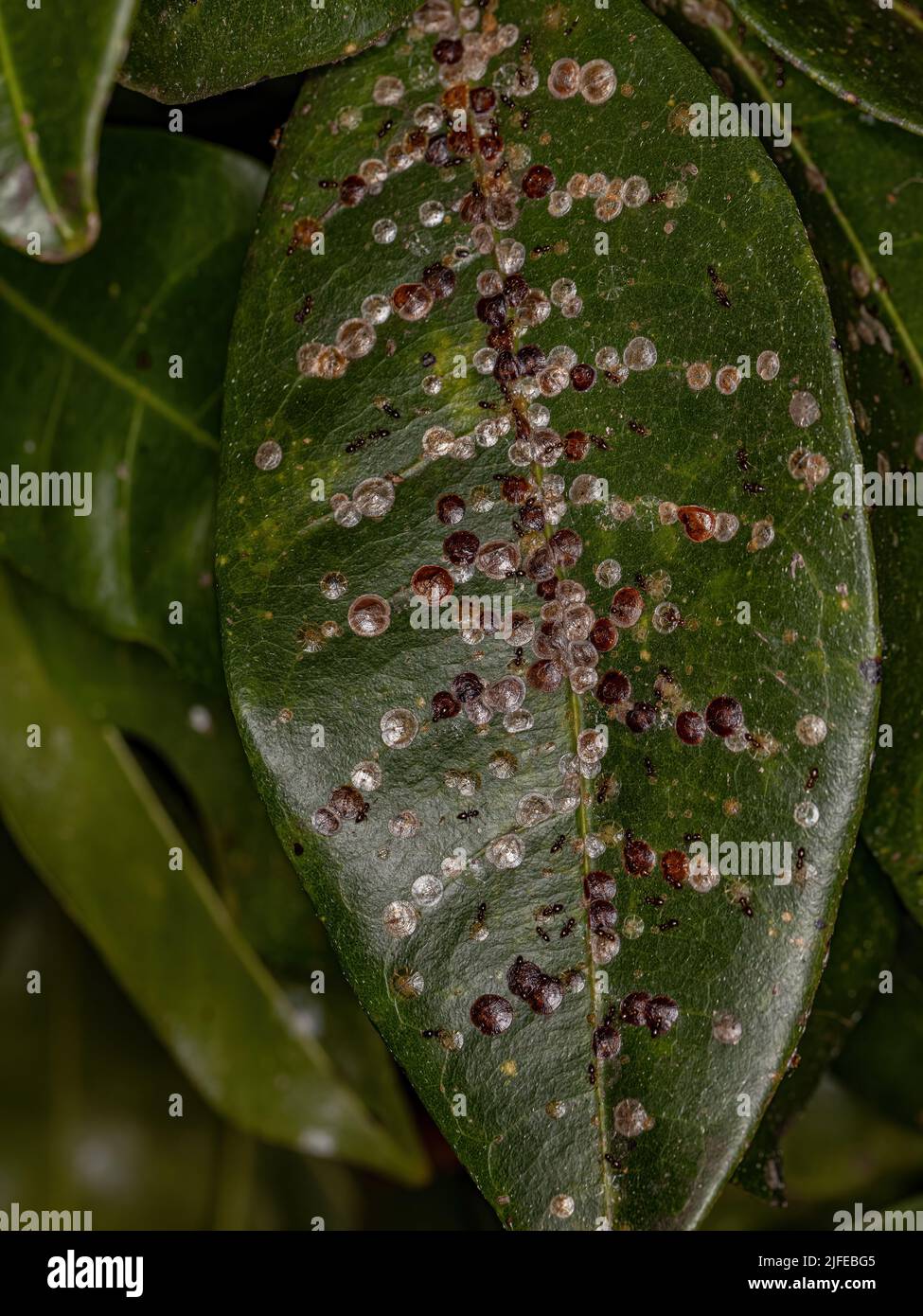 White Scale Insects of the Superfamily Coccoidea on a Provision Tree Leaf of the species Pachira aquatica Stock Photo