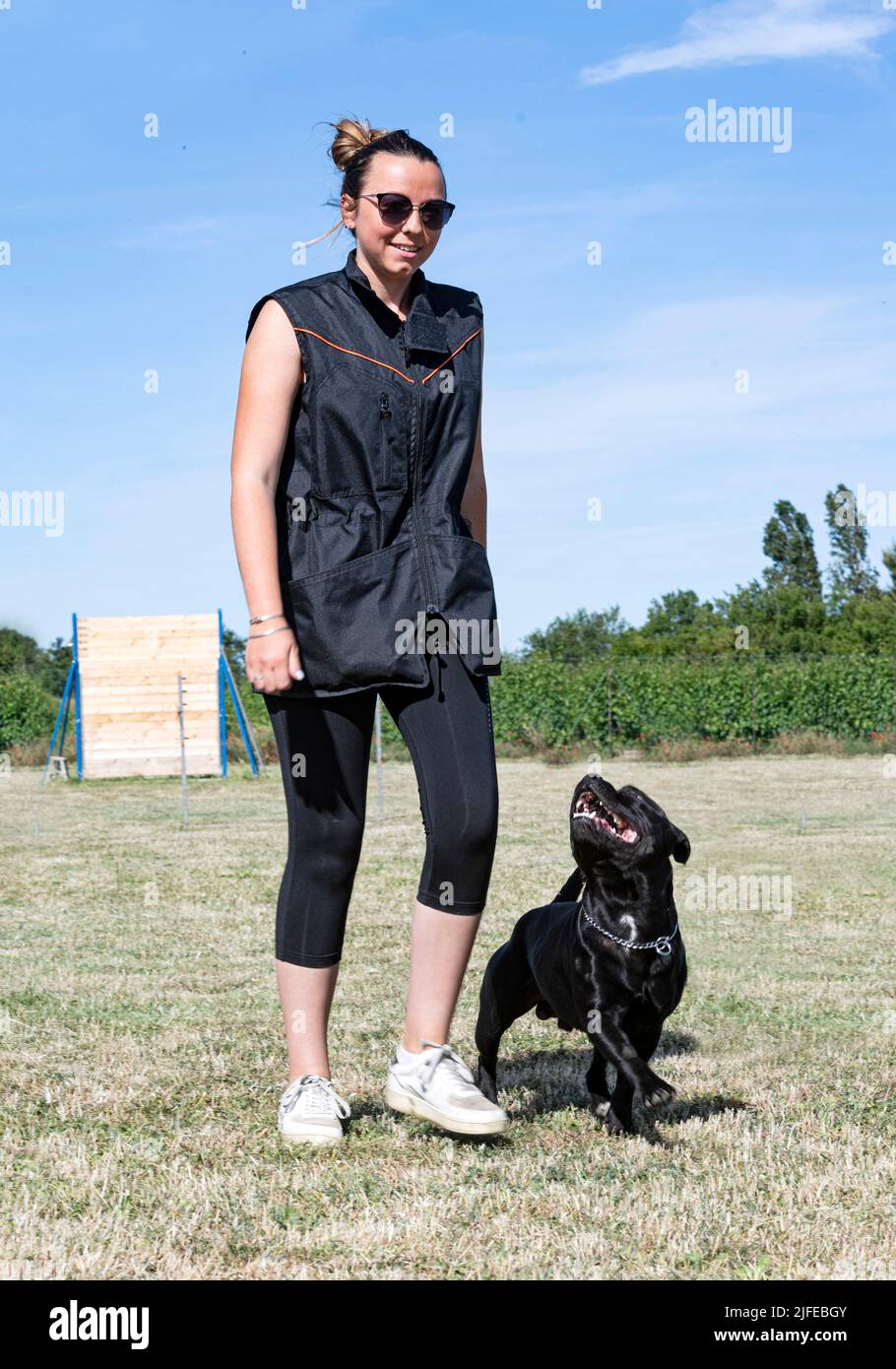 Staffordshire Bull Terrier Training For Obedience Discipline Stock Staffordshire Bull Terrier Training For Obedience Discipline Stock