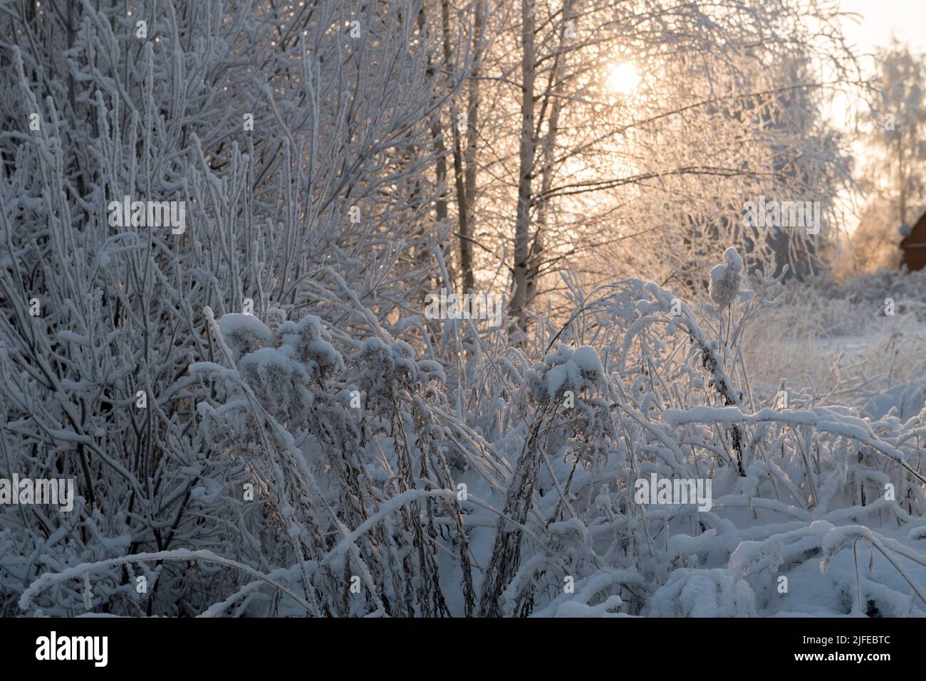 Winter landscape with snowy trees Stock Photo