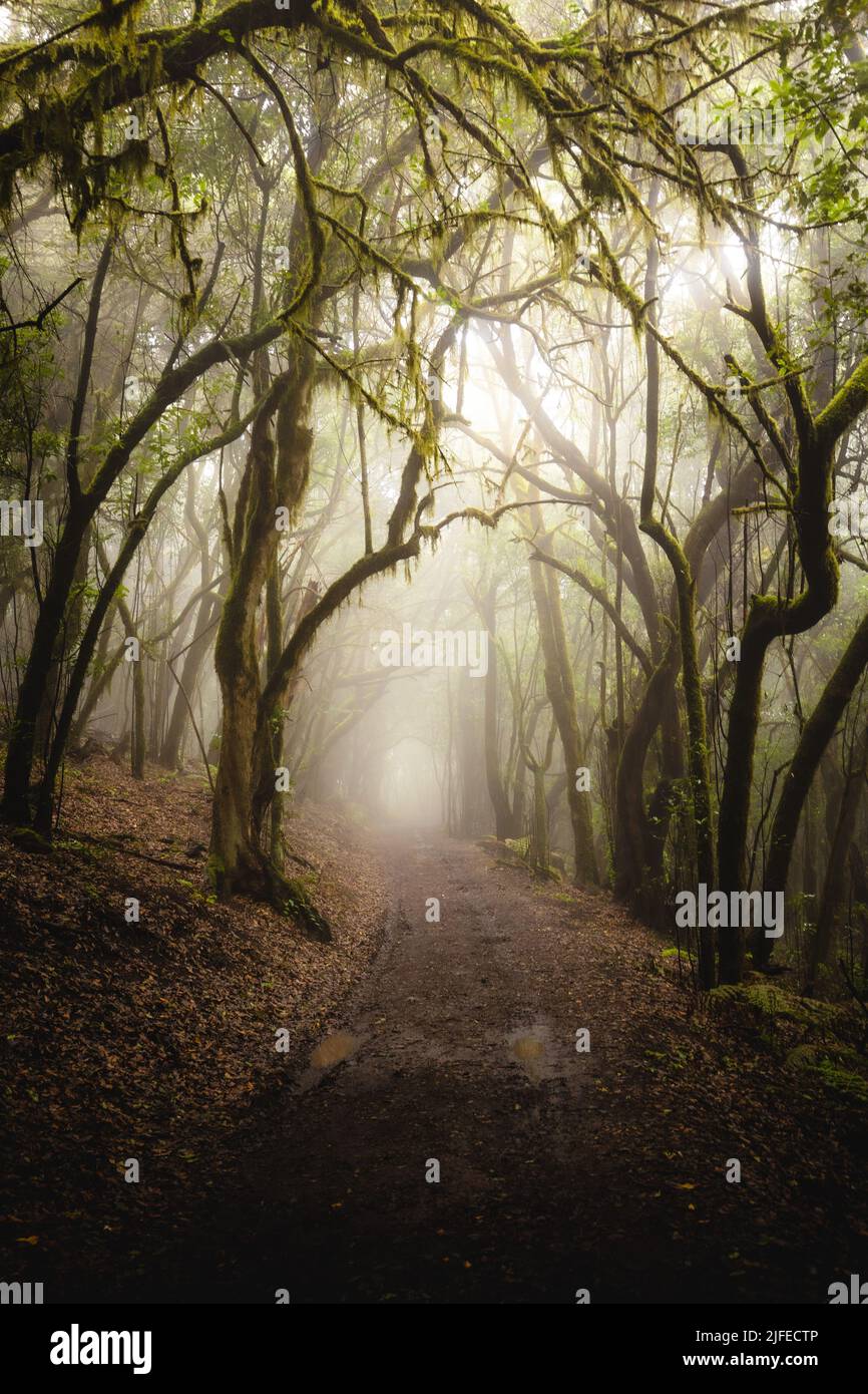 A beautiful landscape of a trail in a foggy jungle Stock Photo - Alamy