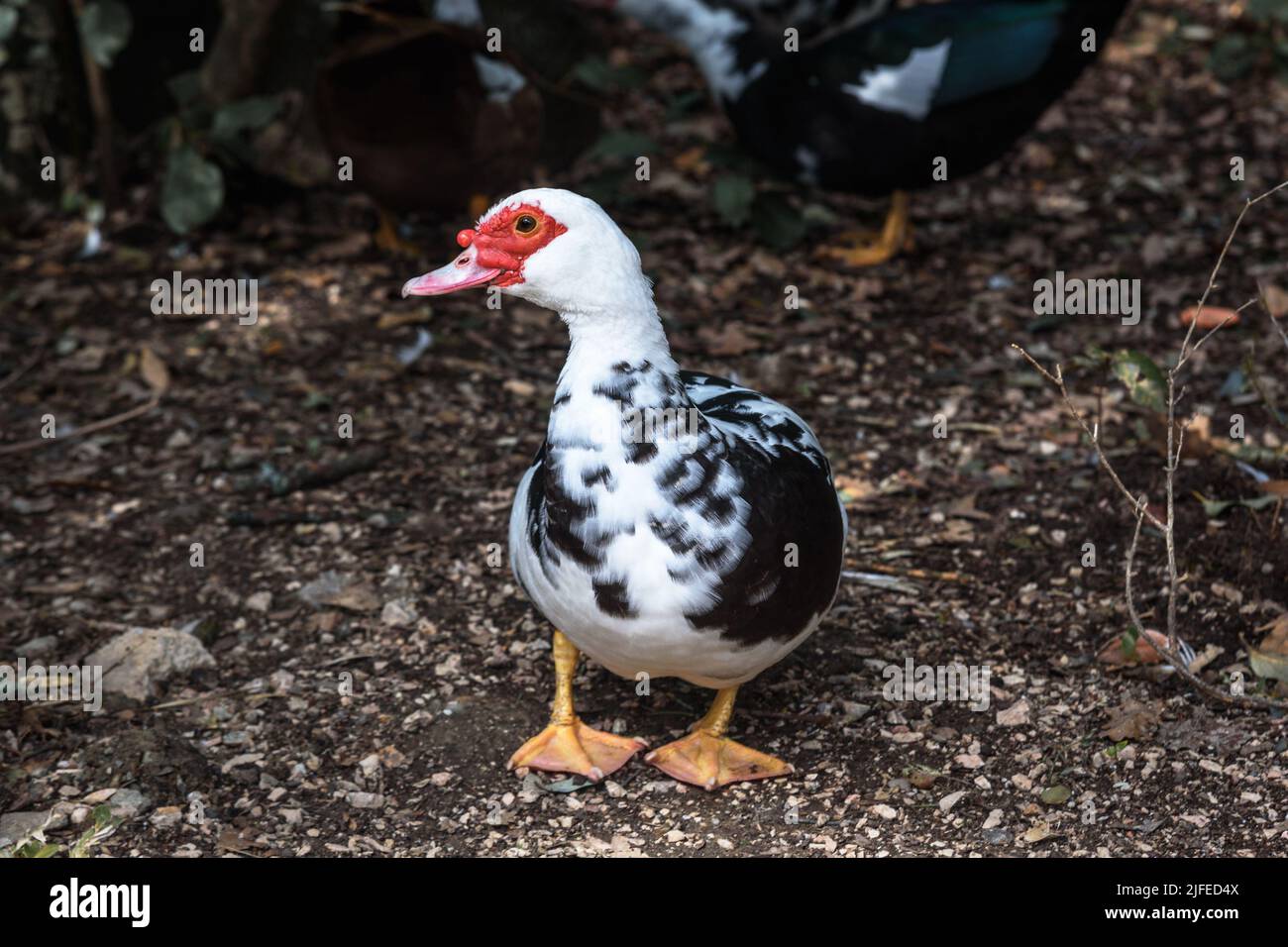 Muscovy duck at Upper park of Vorontsov Palace in spring. Alupka. Crimea Stock Photo