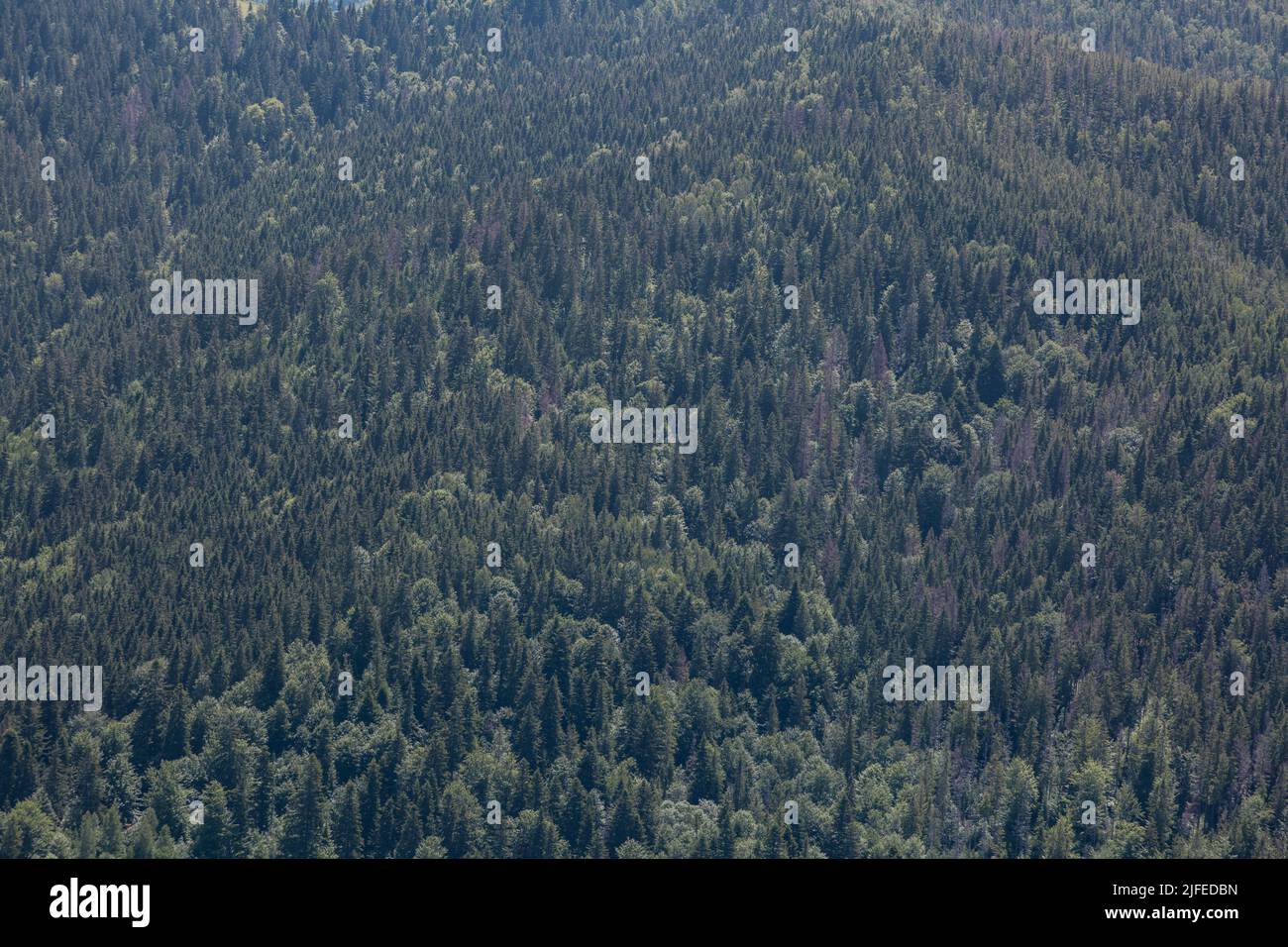 Pines texture hi-res stock photography and images - Alamy