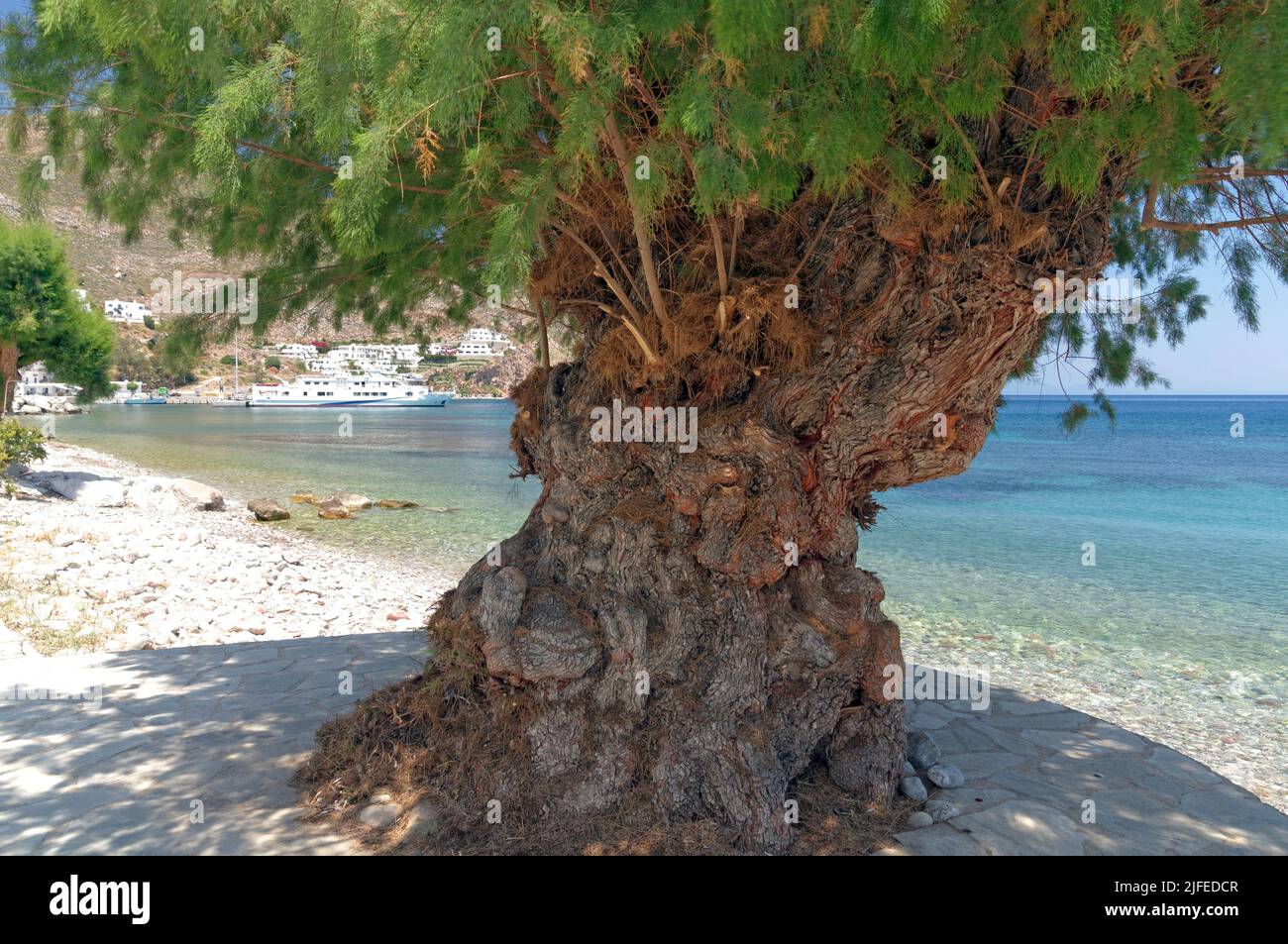 Tamarisk tree. Beach scene, Livadia village, Tilos island, Dodcanese, Greece Stock Photo