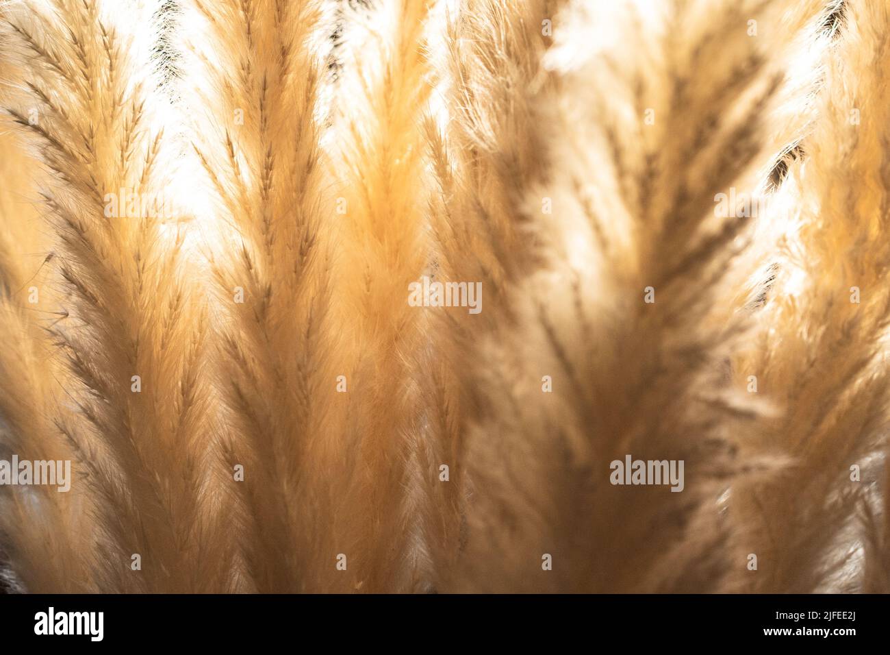 Pampas grass blurred, abstract nature background. Cortaderia selloana plant with blur. Stock Photo