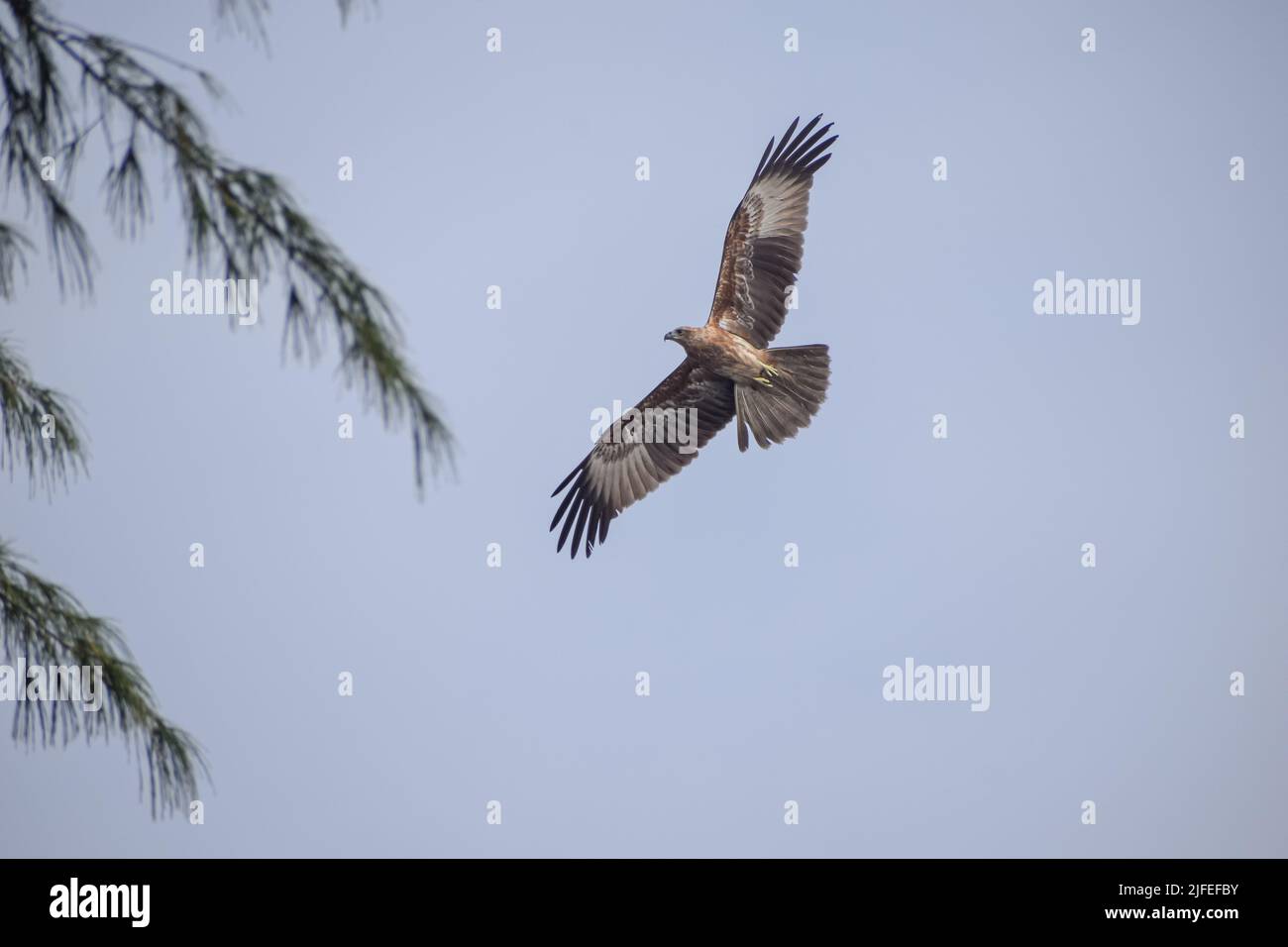 Eagle flying in the sky. view from land Stock Photo