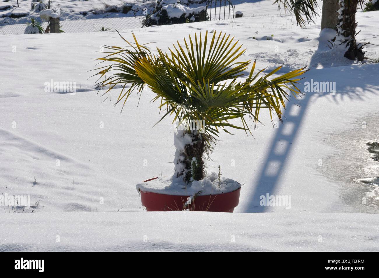 Palm tree in snow hi-res stock photography and images - Alamy