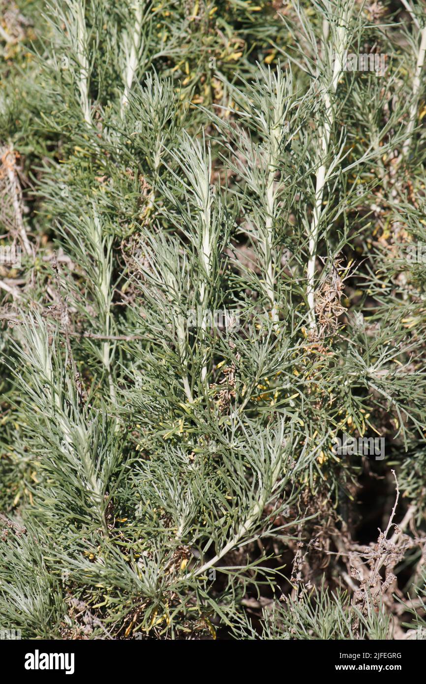 Green simple alternate revolute entire trichomatic lobately filiform leaves of Artemisia Californica, Asteraceae, native in San Diego County, Winter. Stock Photo
