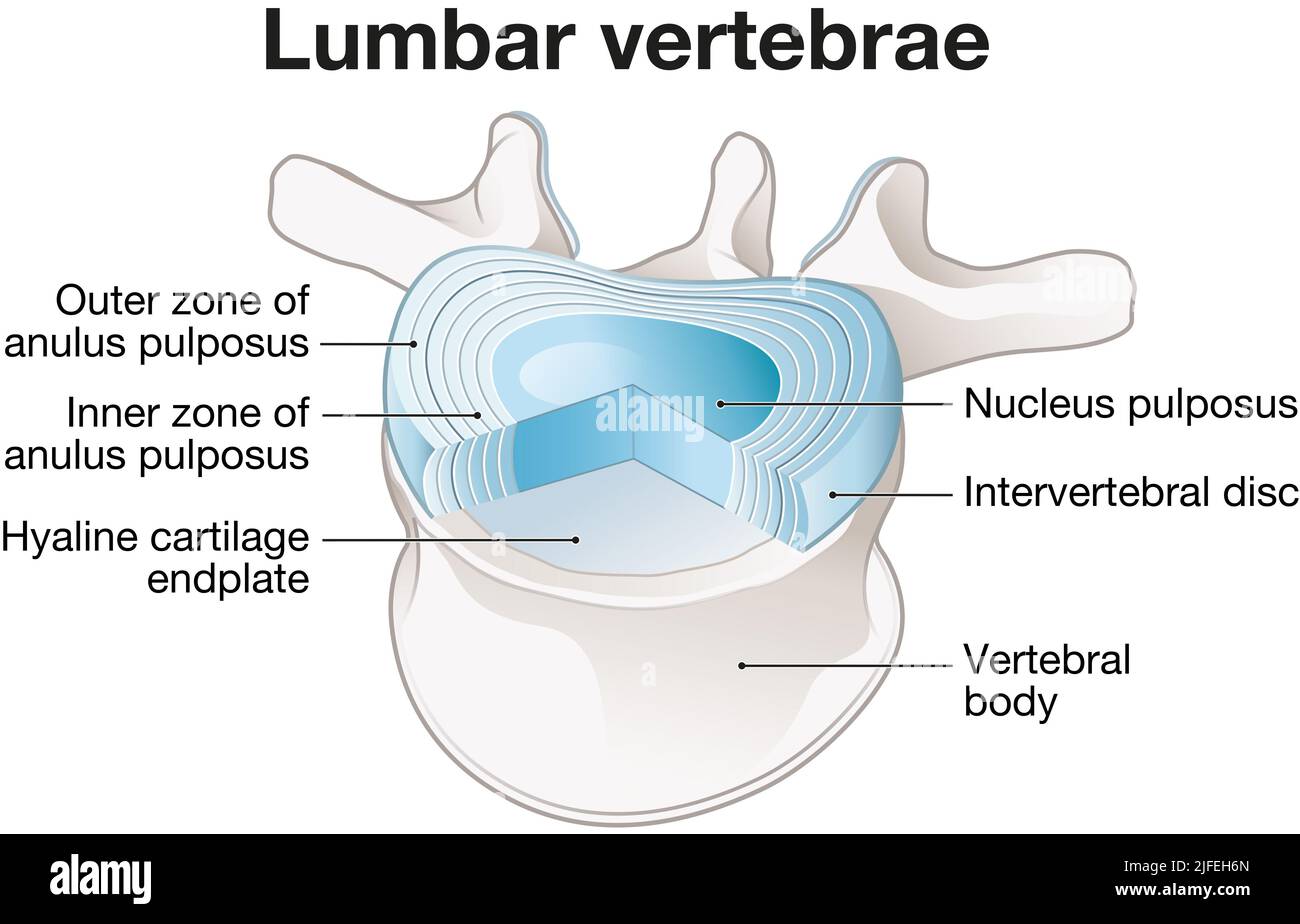 Illustration showing healthy lumbar vertebrae and intervertebral disc. Labeled illustration Stock Photo