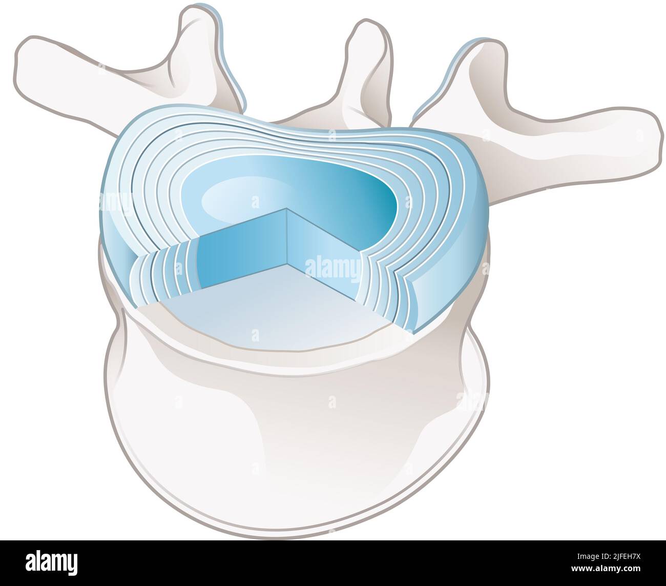 Illustration showing healthy lumbar vertebrae and intervertebral disc. Labeled illustration Stock Photo