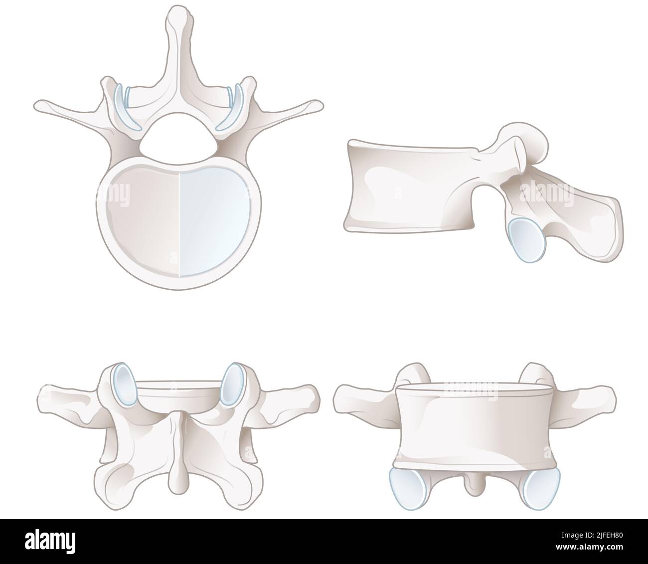Illustration showing healthy lumbar vertebrae. Different views. Labeled illustration Stock Photo