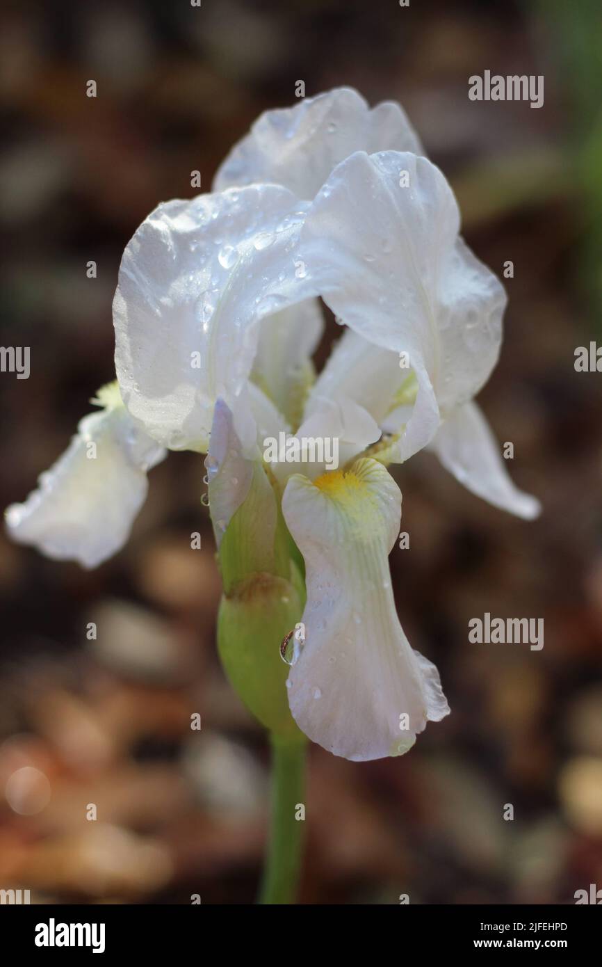 White Iris Flower with rain drops Stock Photo