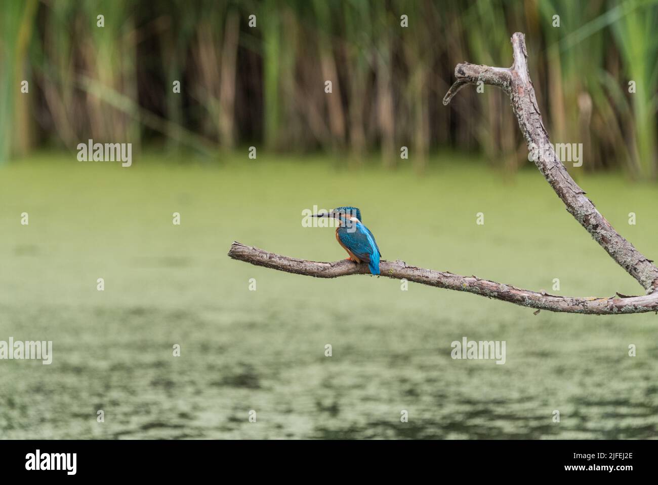 Perched male Kingfisher (Alcedo atthis) Stock Photo