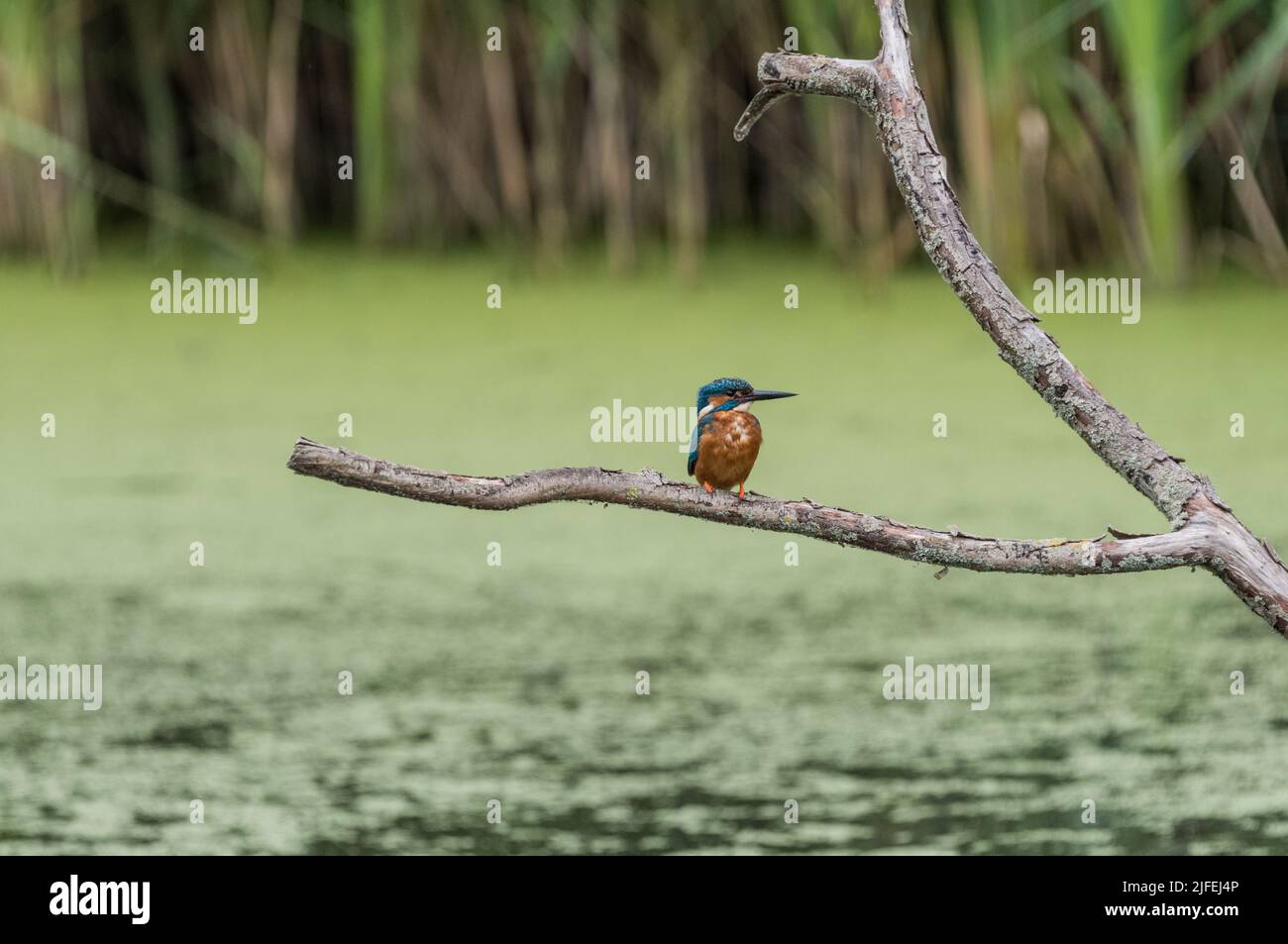 Perched male Kingfisher (Alcedo atthis) Stock Photo