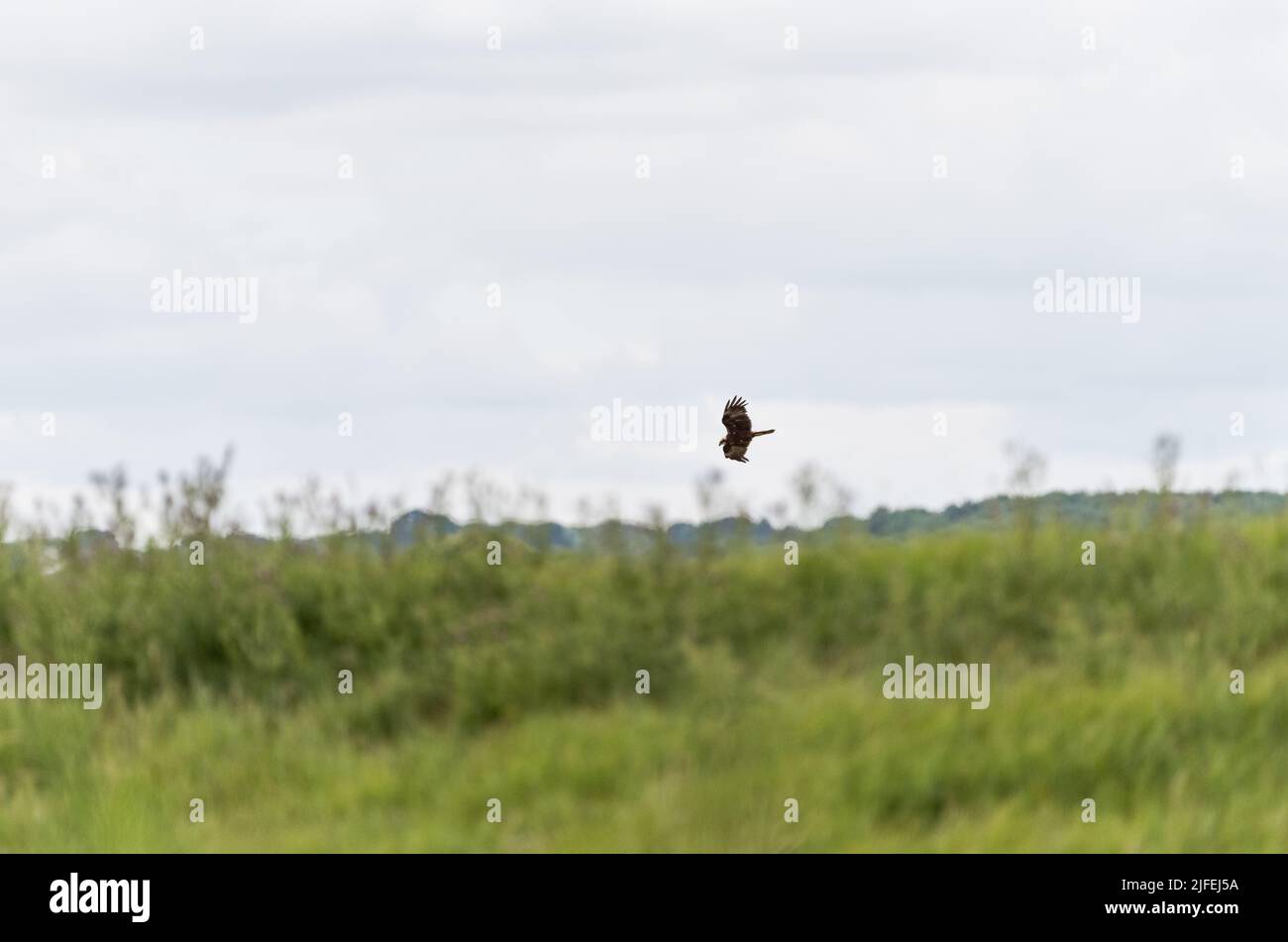 Foraging Marsh Harrier (Circus aeruginosus) Stock Photo