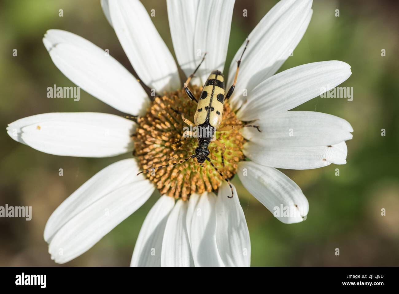 Foraging Spotted Longhorn beetle (Rutpela maculata) Stock Photo