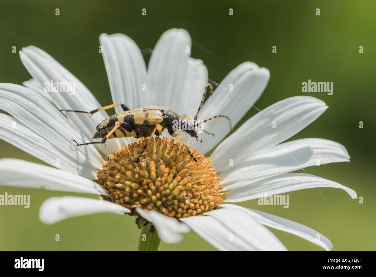 Foraging Spotted Longhorn beetle (Rutpela maculata) Stock Photo
