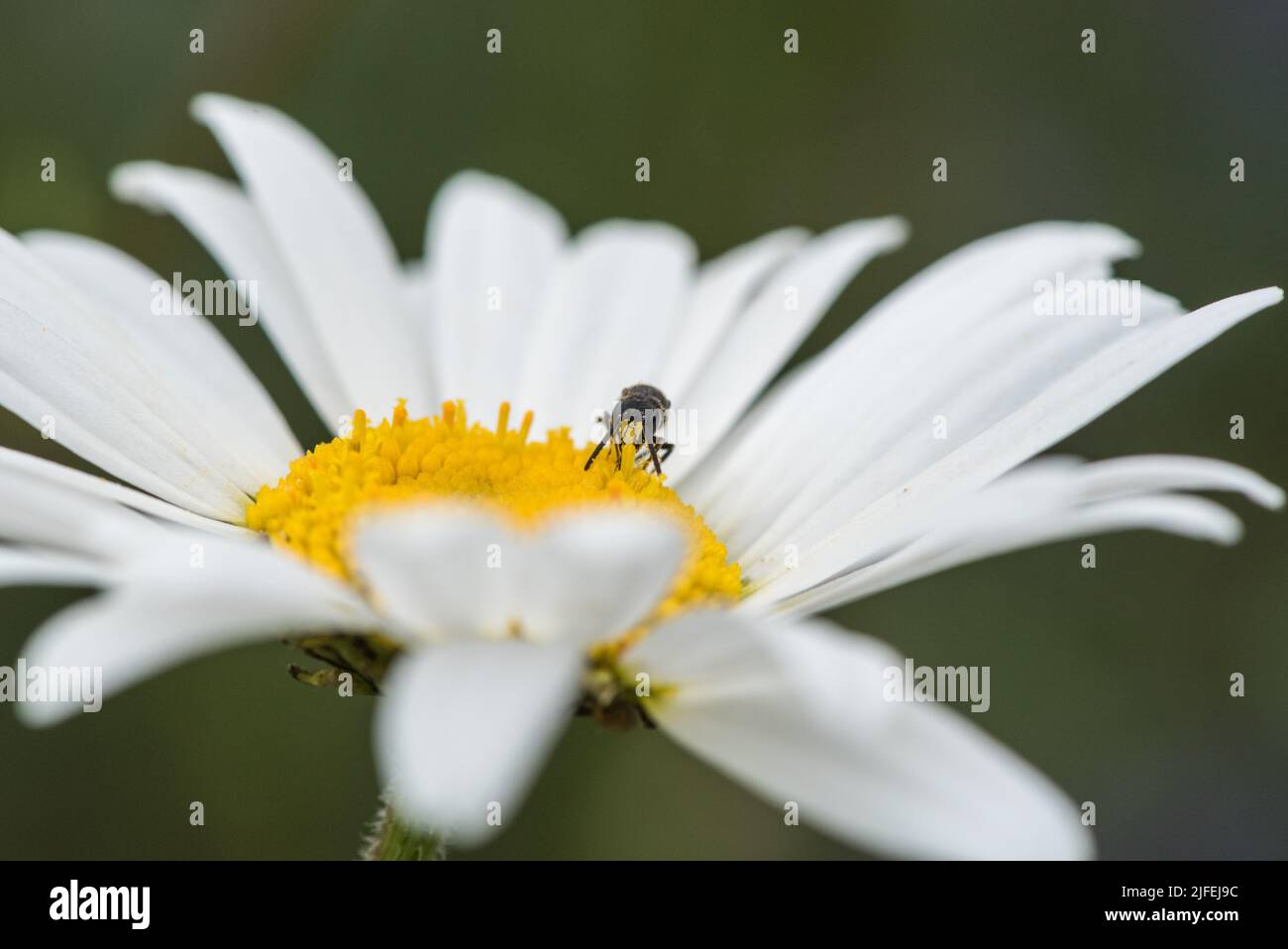 Foraging Common Yellow-face Bee (Hylaeus communis) Stock Photo