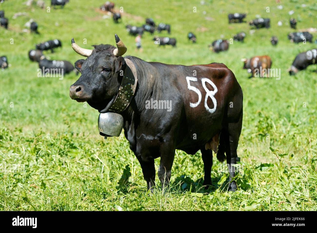Eringer fighting cow with start number at a cow fight, Herens, also Eringer, cattle breed, Alp Odonne, Ovronnaz, Valais, Switzerland Stock Photo