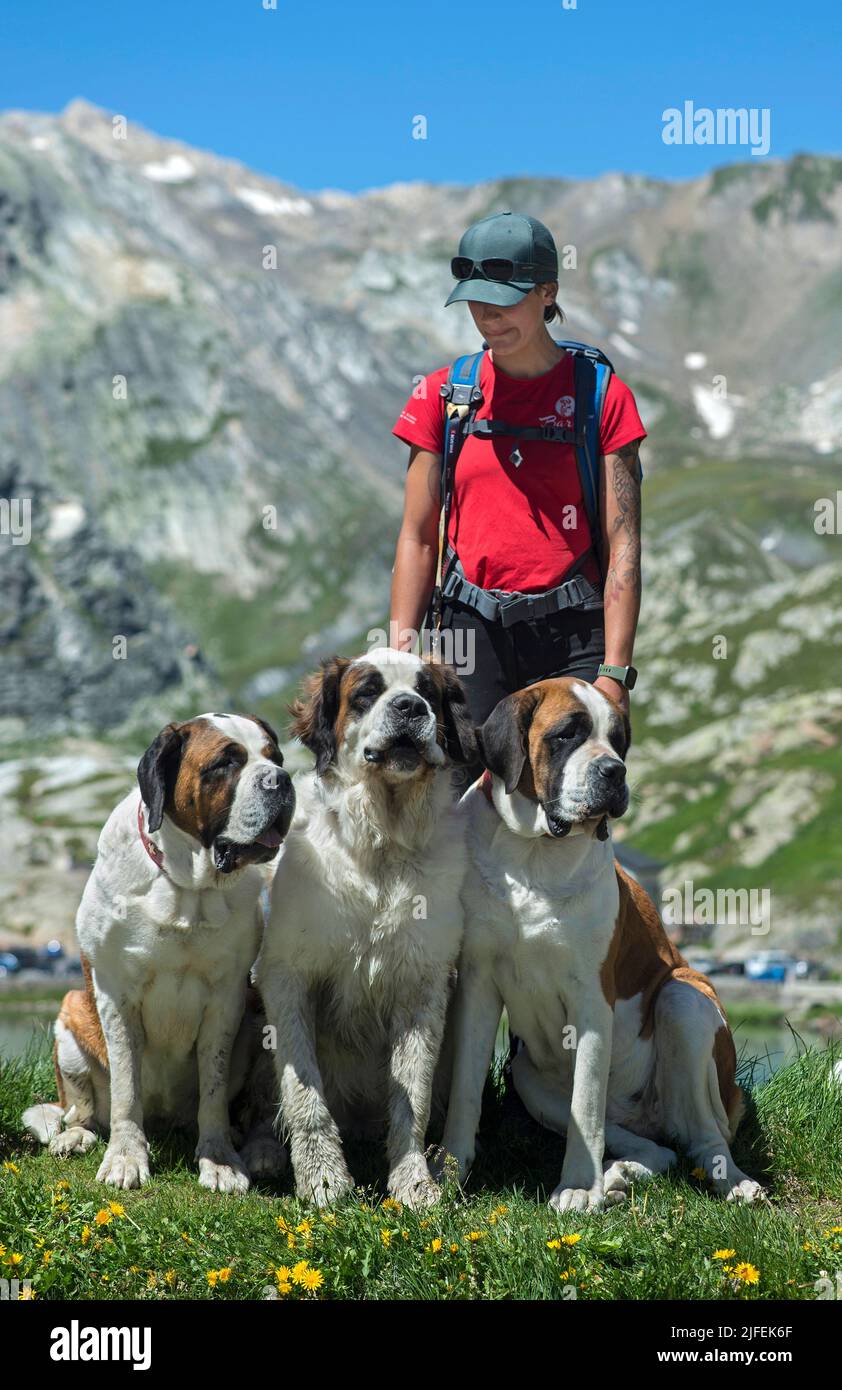 Dog handler of the Barry Foundation with three St. Bernard dogs, Great St. Bernhard Pass, Bourg-Saint-Pierre, Valais, Switzerland Stock Photo