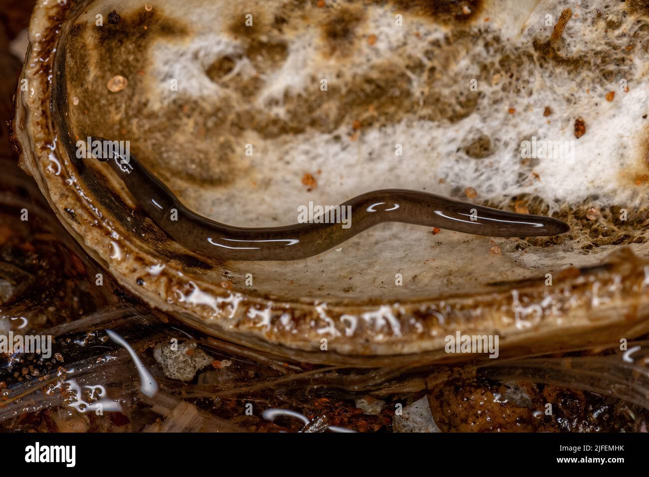 Small Land Planarian Animal of the Family Geoplanidae Stock Photo