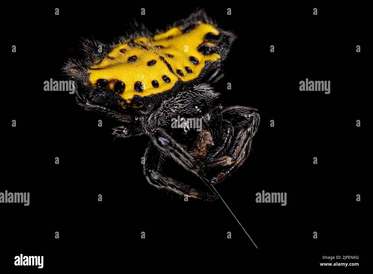 Adult Spinybacked Orbweaver of the species Gasteracantha cancriformis Stock Photo