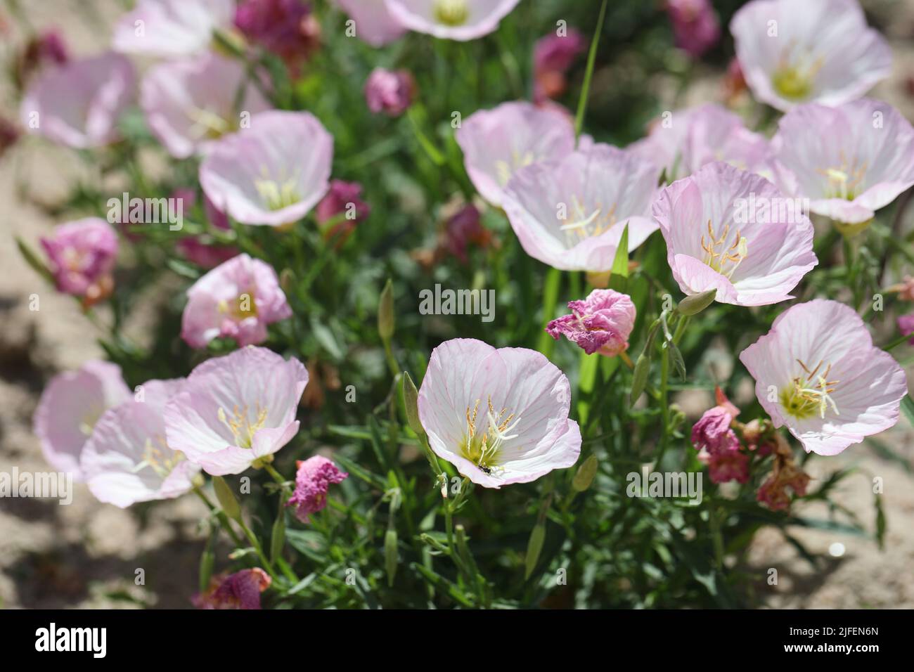 many flowers of a pink evening primrose in the sun Stock Photo