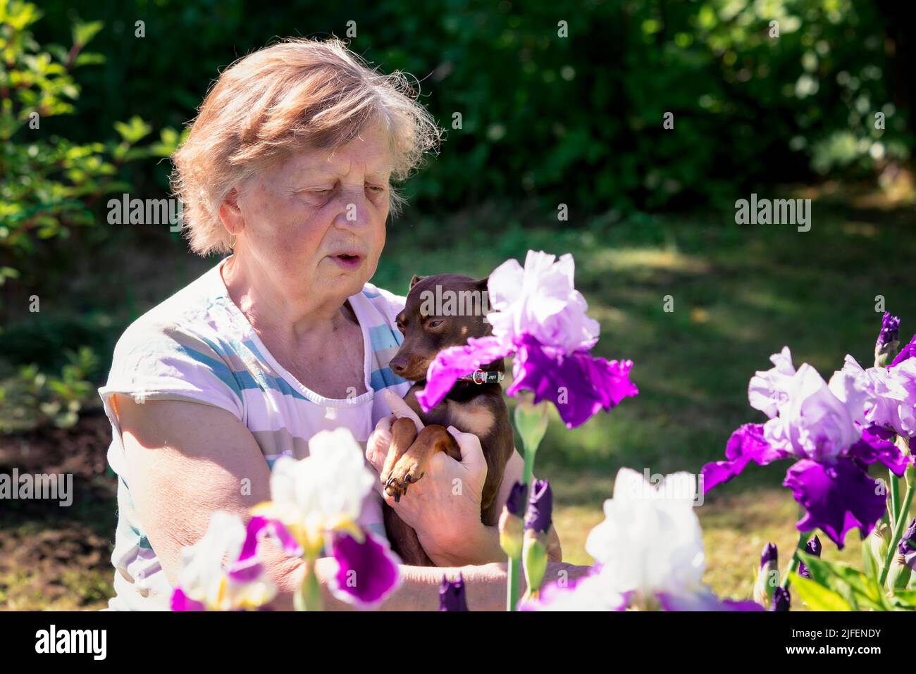 Portrait of an elderly woman looking at iris flowers with a Prague Krysarik dog in her arms. Stock Photo