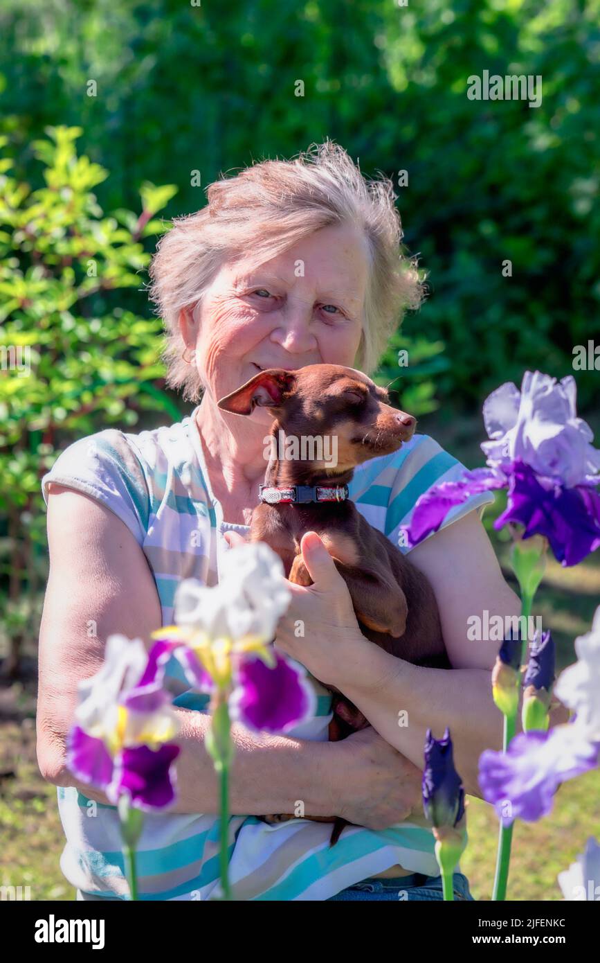 Portrait of an elderly woman with Prague rattier dog in her arms outdoor near iris flowers. Stock Photo