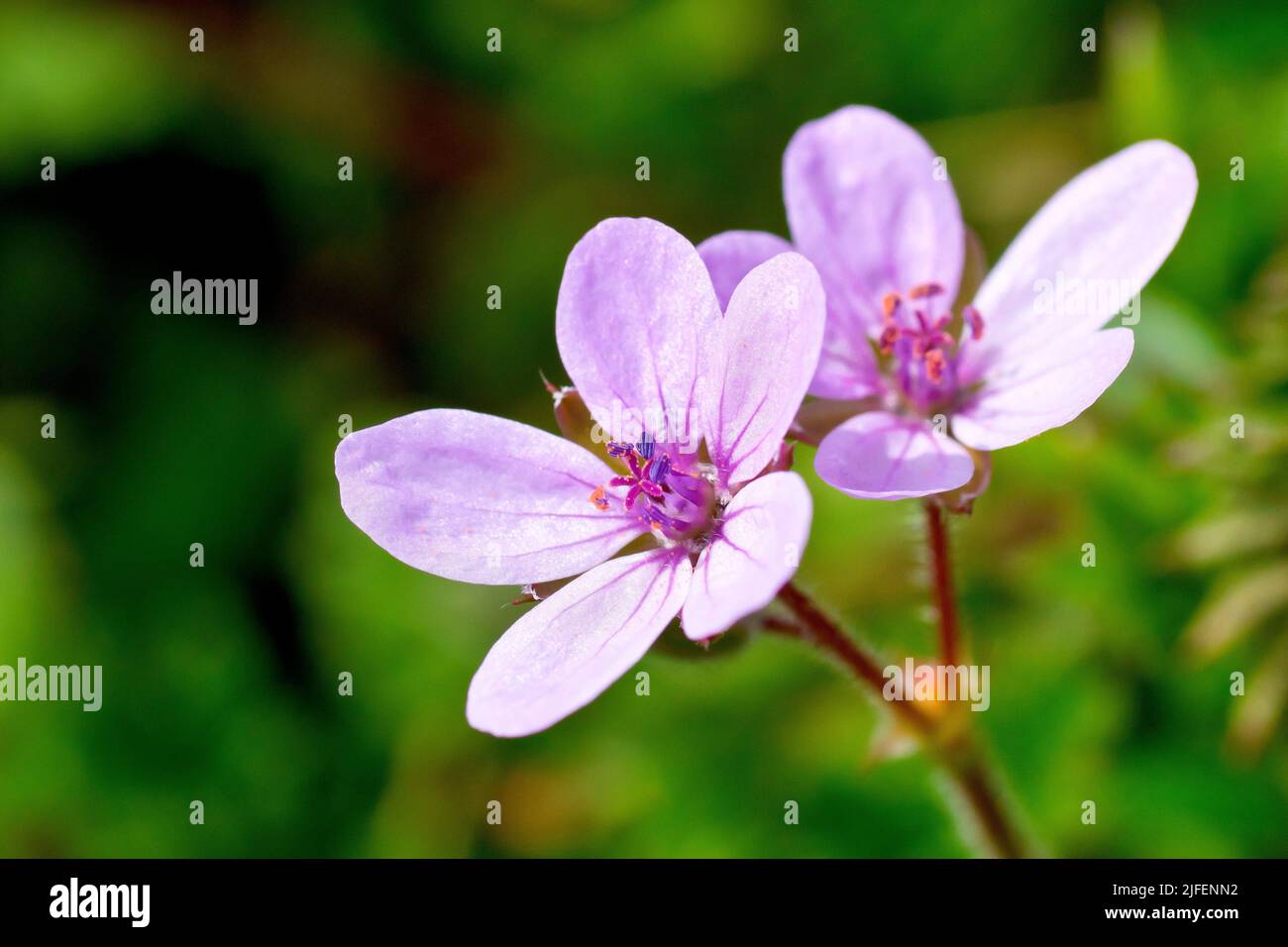 Common Stork's-bill (erodium cicutarium), close up of a pair of pink flowers shot against an out of focus background. Stock Photo