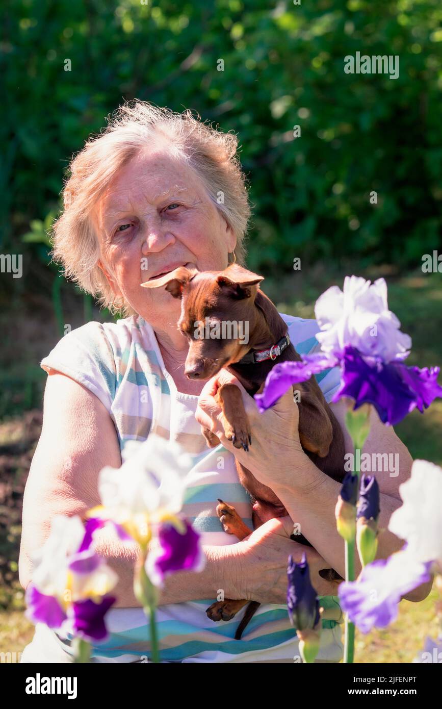 Portrait of an elderly woman with Prague rattier dog in her arms outdoor near iris flowers. Stock Photo