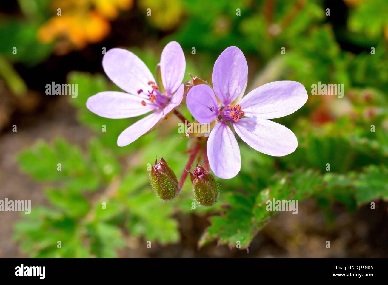 Common Stork's-bill (erodium cicutarium), close up of a pair of pink flowers growing out over rough ground. Stock Photo