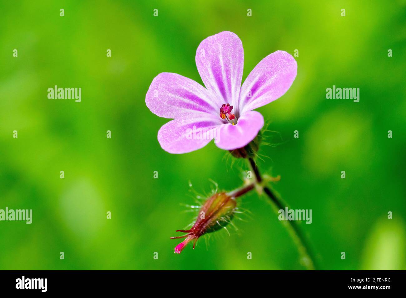Herb Robert (geranium robertianum), close up of a single flower of the small woodland plant against a out of focus green background. Stock Photo