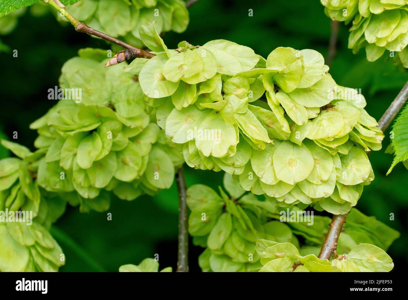 Wych Elm (ulmus glabra), close up of a mass of the thin round seed pods the tree produces in abundance during the spring. Stock Photo