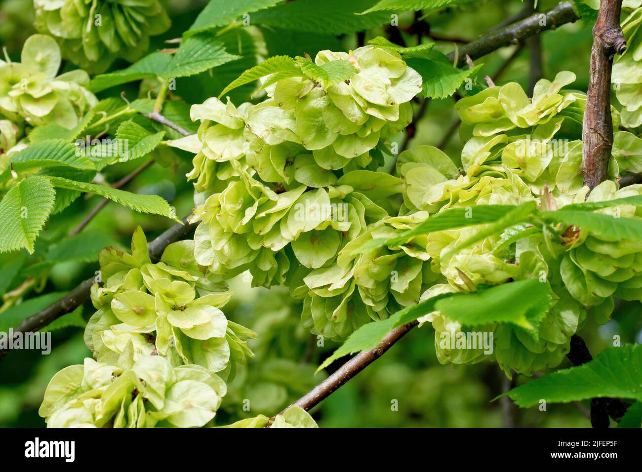 Wych Elm (ulmus glabra), close up of a mass of the thin round seed pods the tree produces in abundance during the spring. Stock Photo