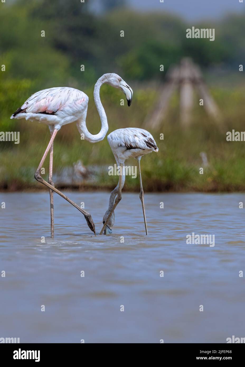 res stock photography and images Biology Diagrams