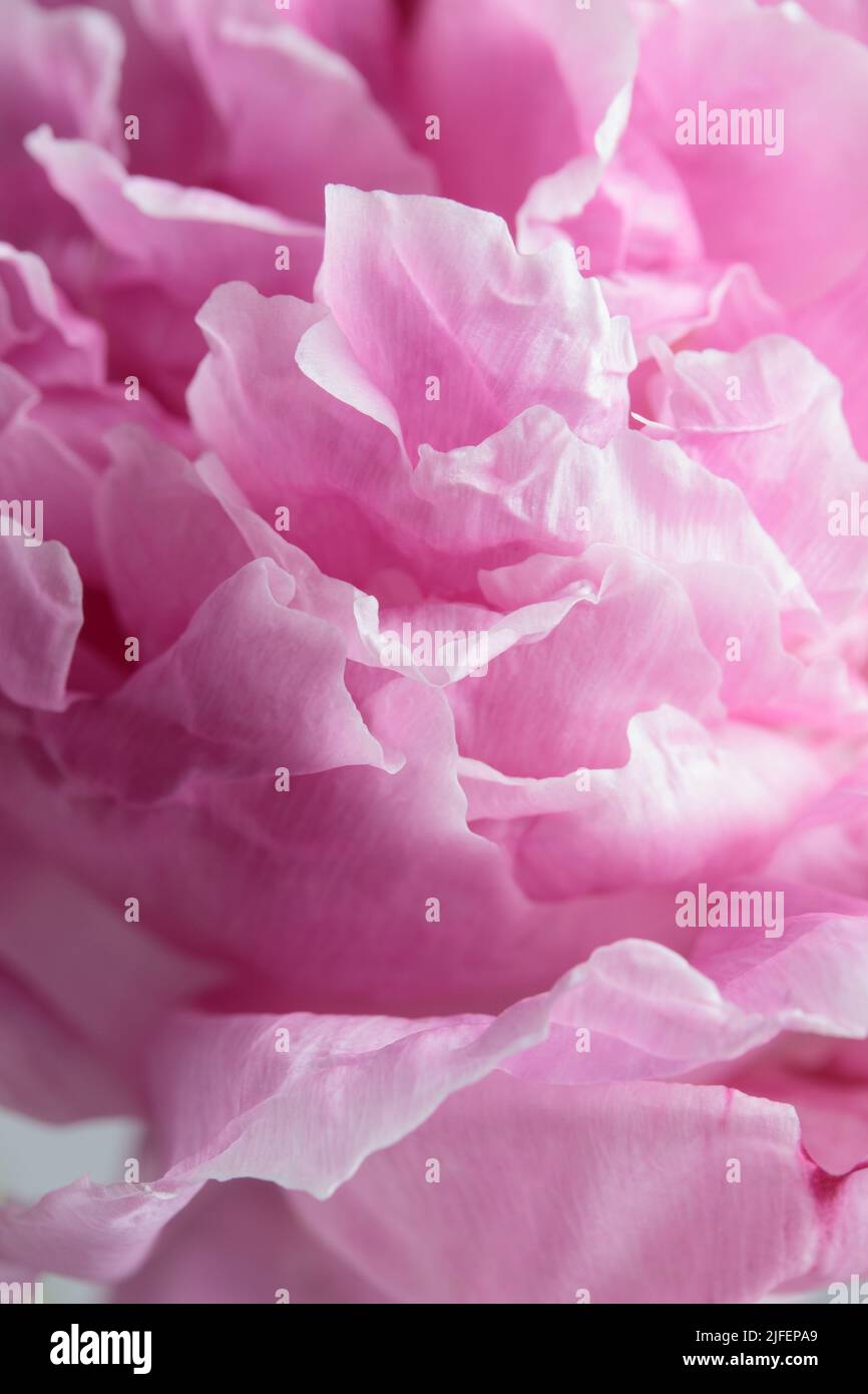 Fresh Pastel colored Pink peony in full bloom macro Stock Photo - Alamy