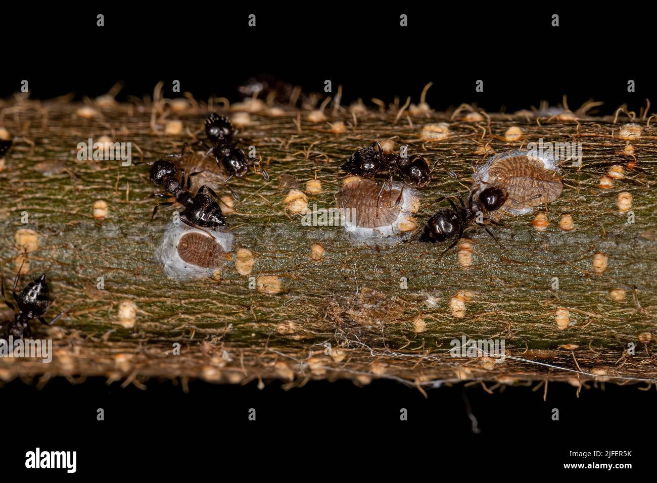 Adult Female Cocktail Ants of the Genus Crematogaster with small ...