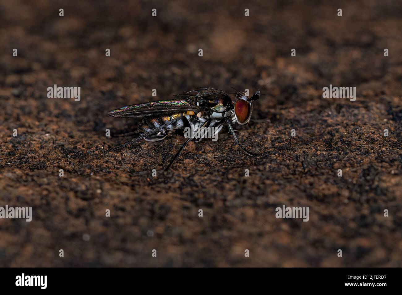 Adult Long-legged Fly of the Family Dolichopodidae Stock Photo