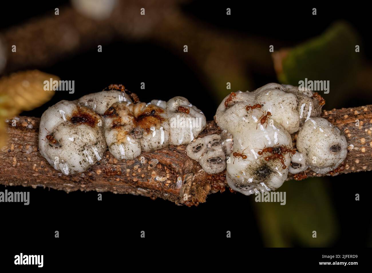 Adult Higher Myrmicine Ants of the Genus Wasmannia Stock Photo