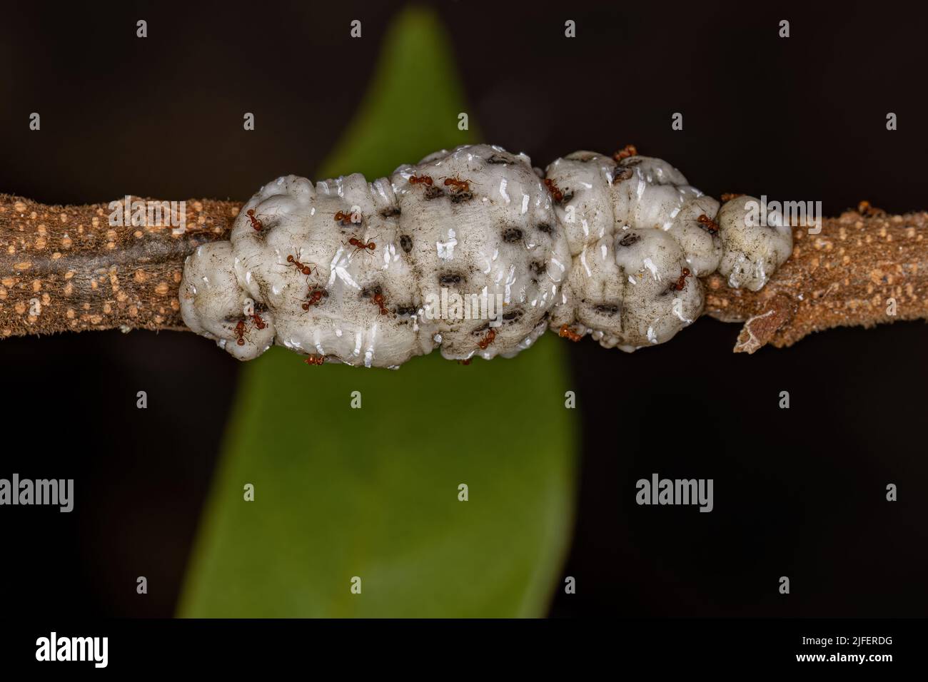 Adult Higher Myrmicine Ants of the Genus Wasmannia Stock Photo