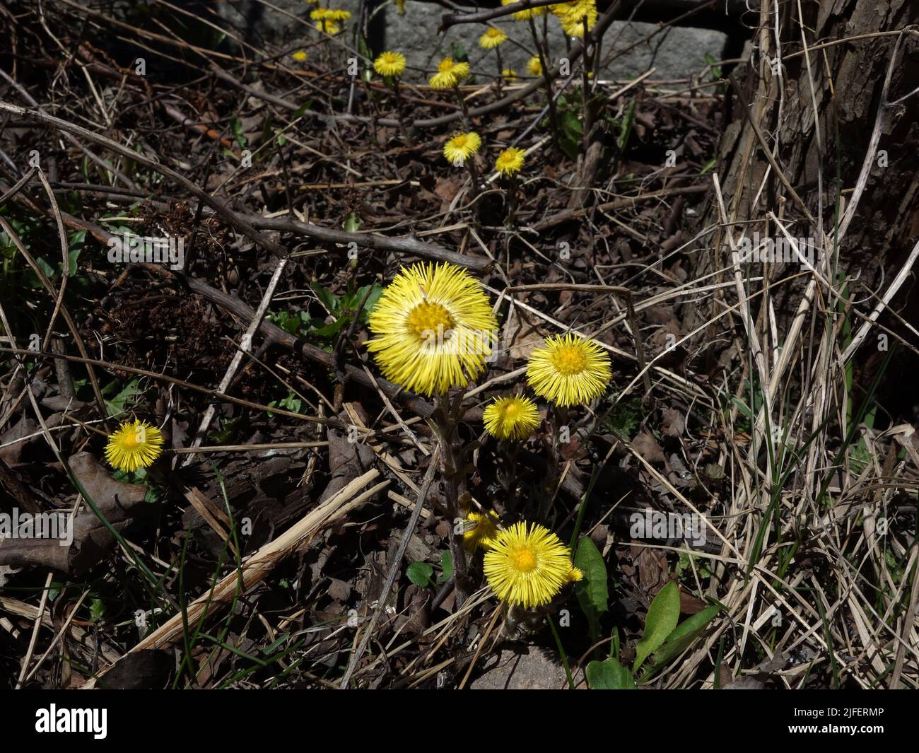 The yellow flower, Coltsfoot, shines and refreshes the otherwise gray roadside. Stock Photo