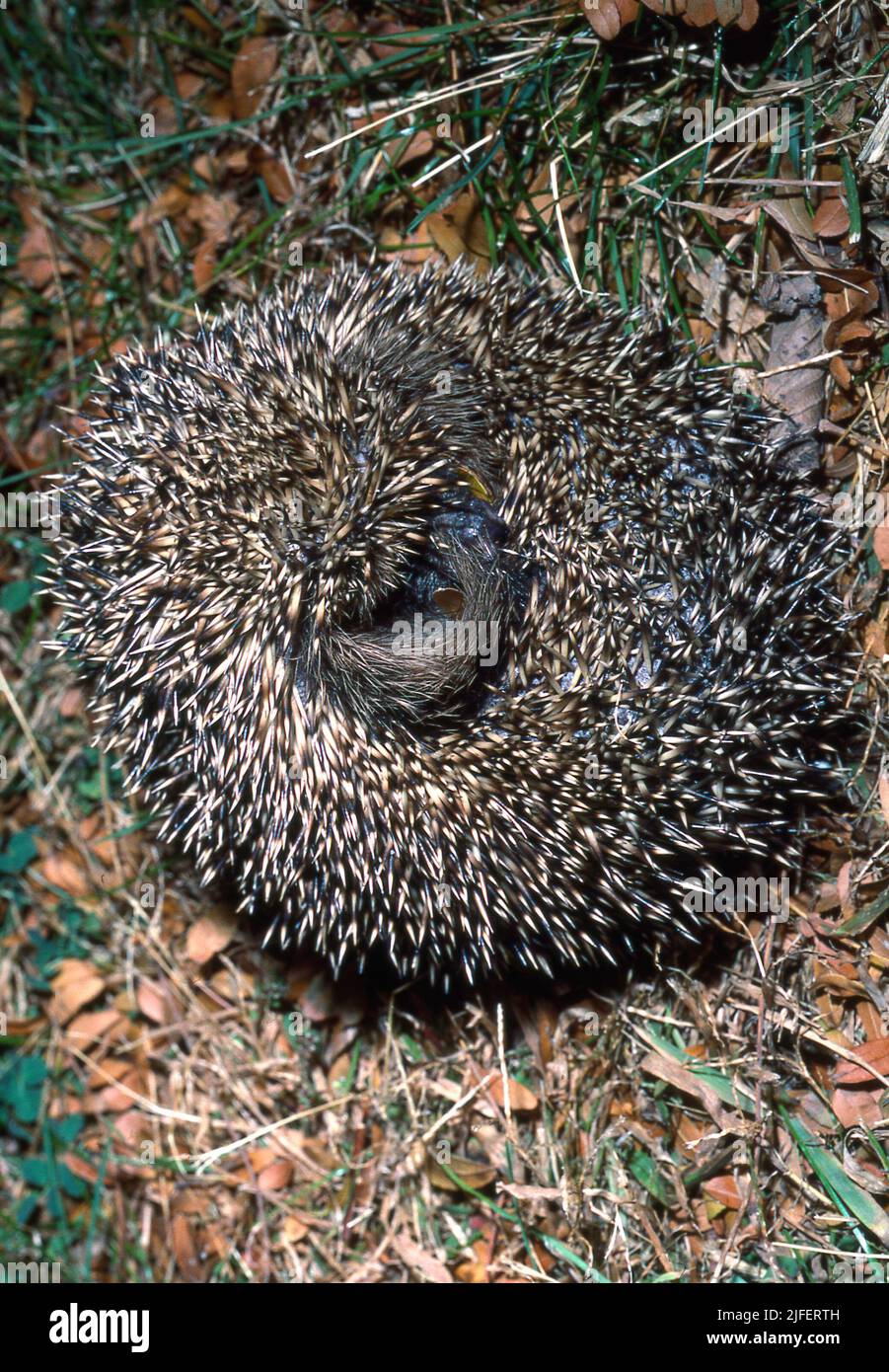 European Hedgehog in defensive ball Stock Photo