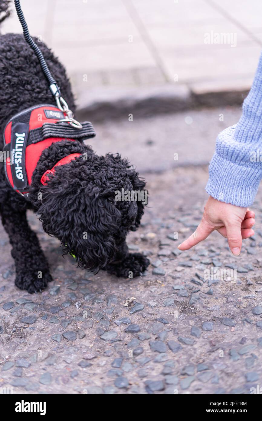Small black puddle dog holding a tennis ball resisting owners hand ...