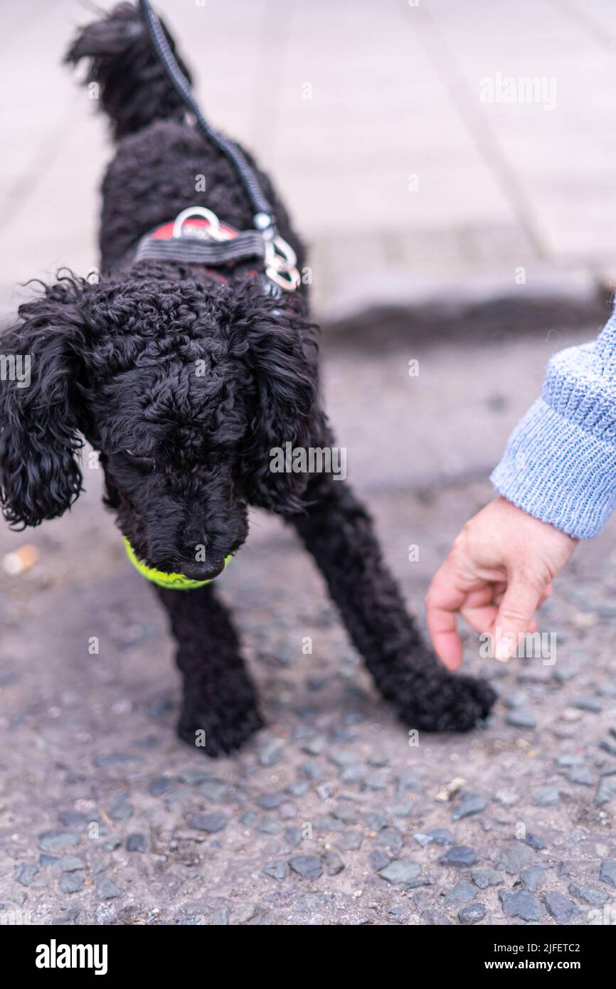 Small black puddle dog holding a tennis ball resisting owners hand demanding to give the ball back. Felame hand using gestures on dog to make him Stock Photo