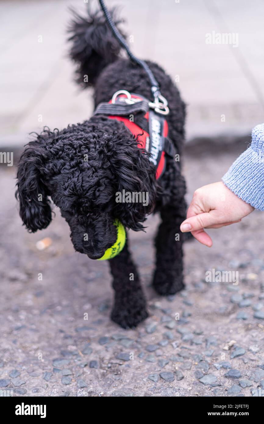 Small black puddle dog holding a tennis ball resisting owners hand ...