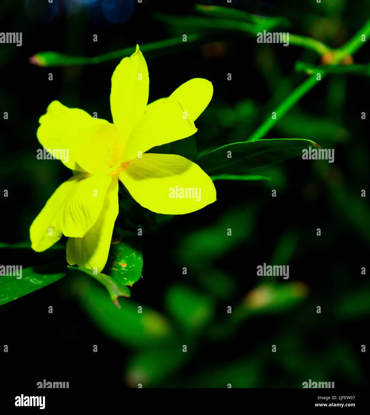A closeup shot of a yellow barleria prionitis flower with green leaves in a blurred background Stock Photo