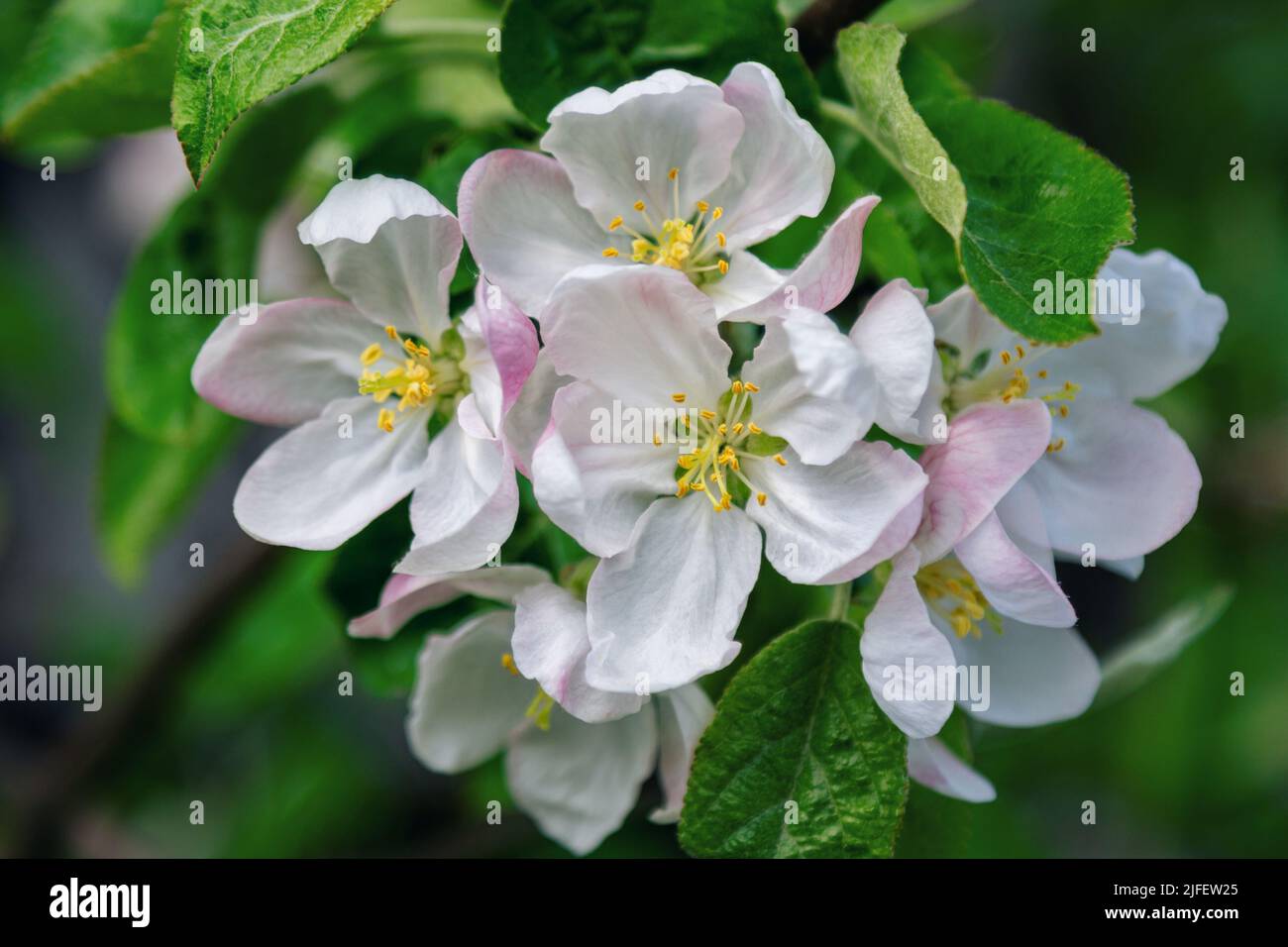 Beautiful blooming apple tree branches with pink flowers growing in a ...